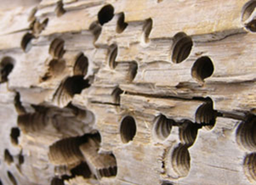 Houtwormen maken gaatjes in het houtwerk van uw Stolpboerderij. Als de gaatjes in het hout licht van kleur zijn of u vindt wat boorsel (zaagsel) dan kan dit duiden op actieve houtwormen. 